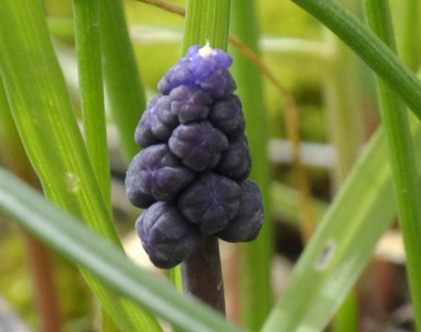 Image of Muscari neglectum specimen.