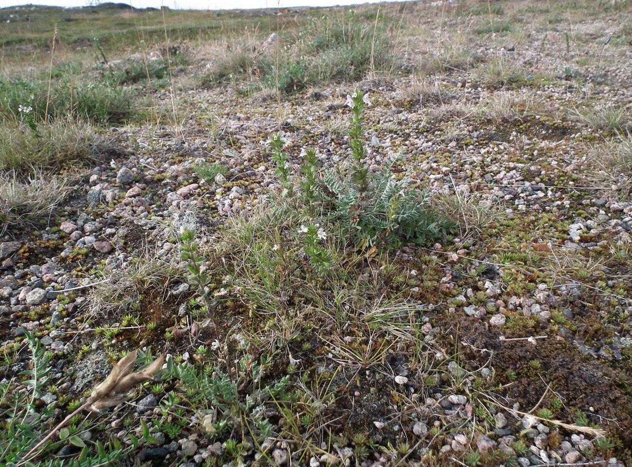 Image of genus Euphrasia specimen.