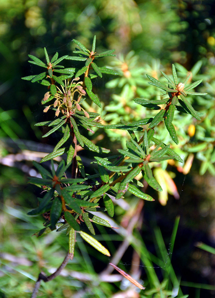 Image of Ledum palustre specimen.