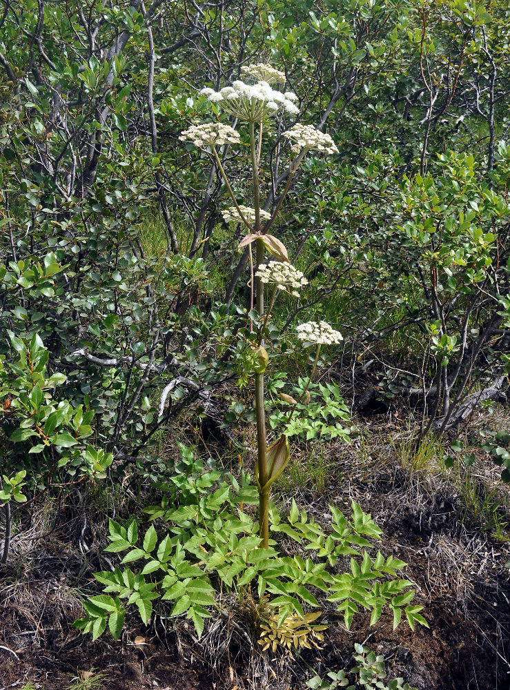 Изображение особи Angelica sylvestris.