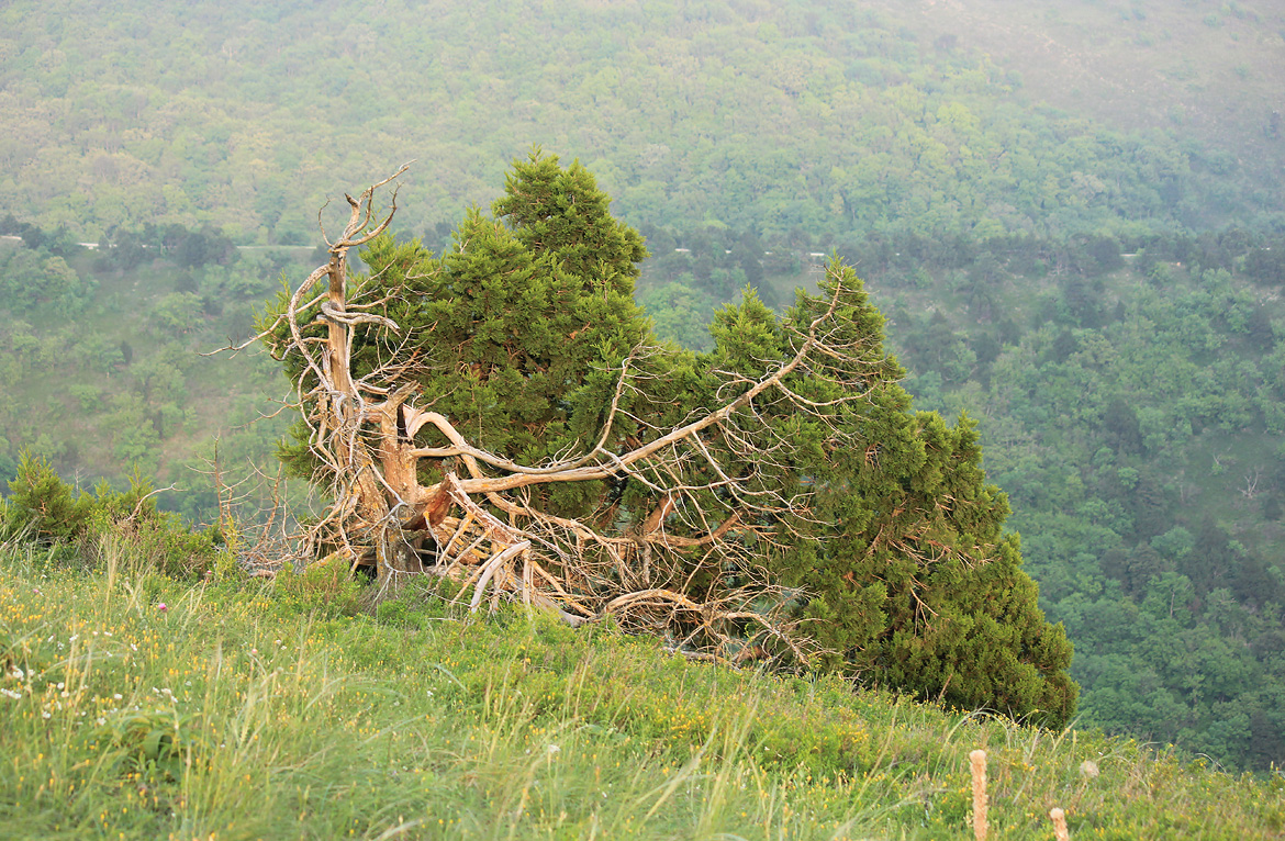 Изображение особи Juniperus foetidissima.