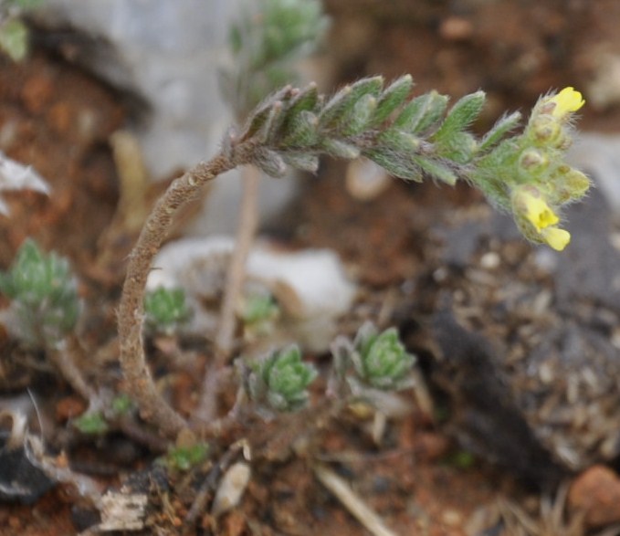 Image of genus Alyssum specimen.