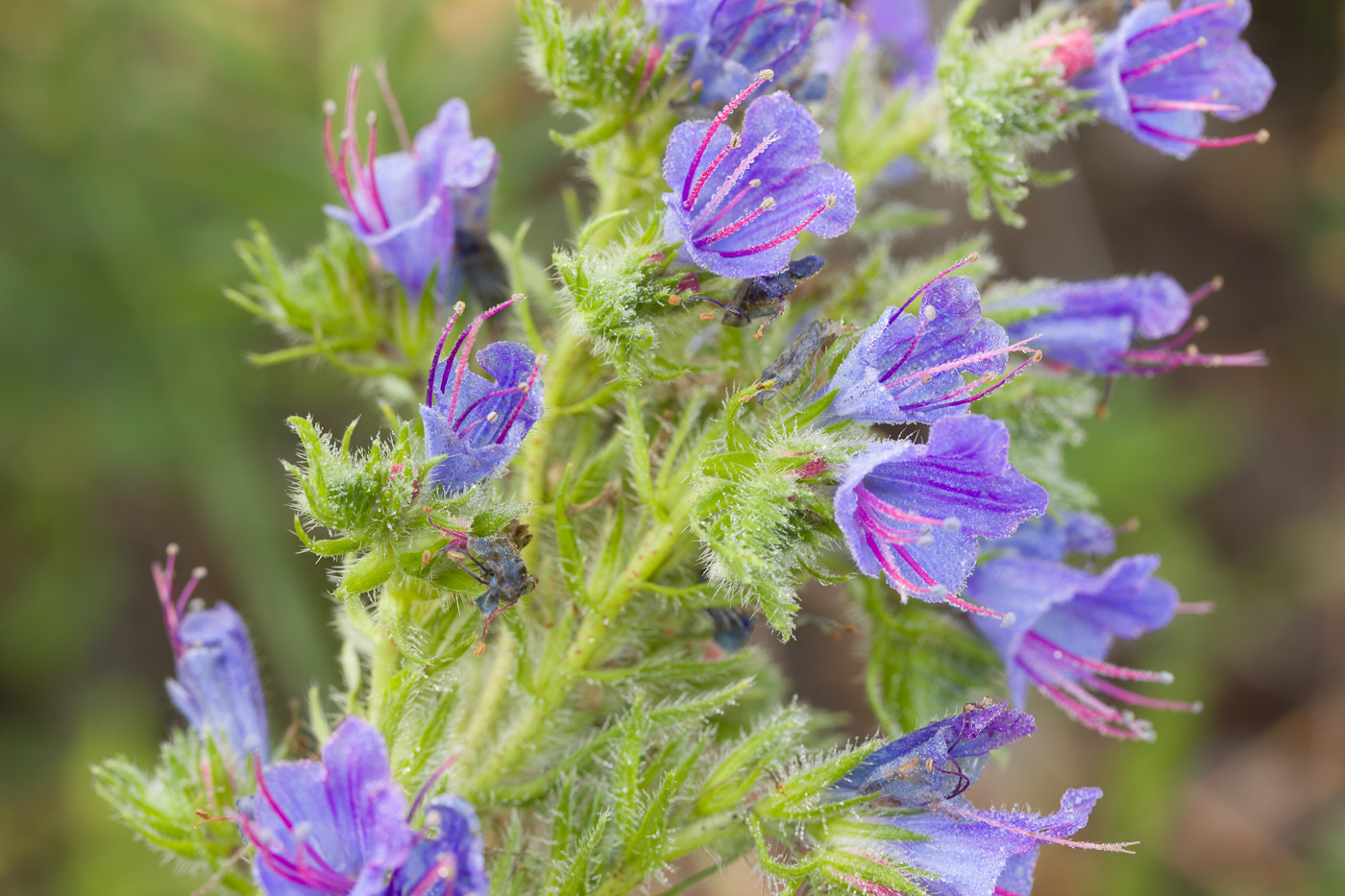 Image of Echium vulgare specimen.