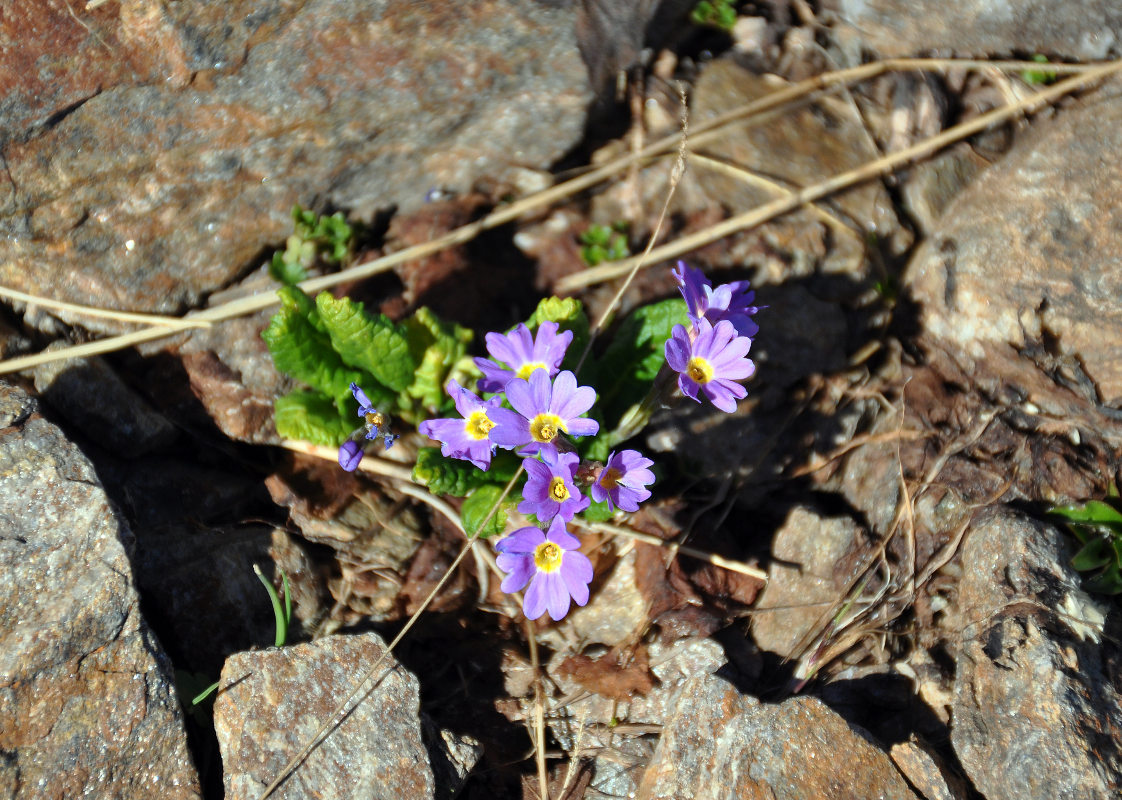 Image of Primula amoena specimen.