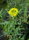 Erysimum cheiranthoides