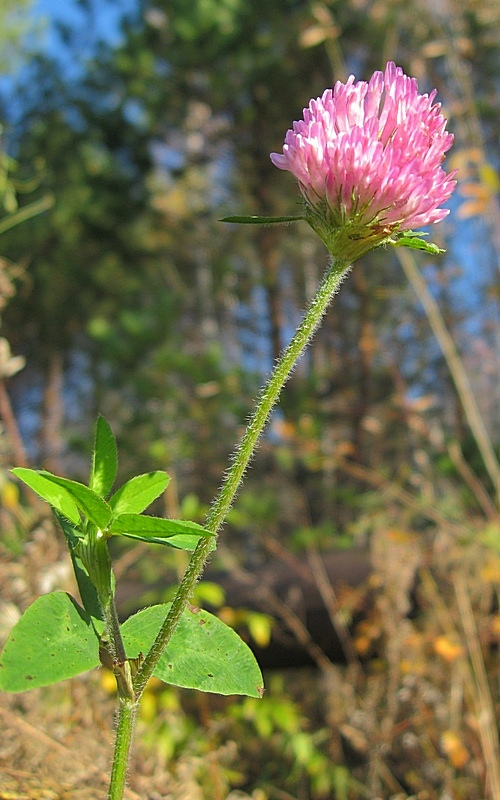 Image of genus Trifolium specimen.