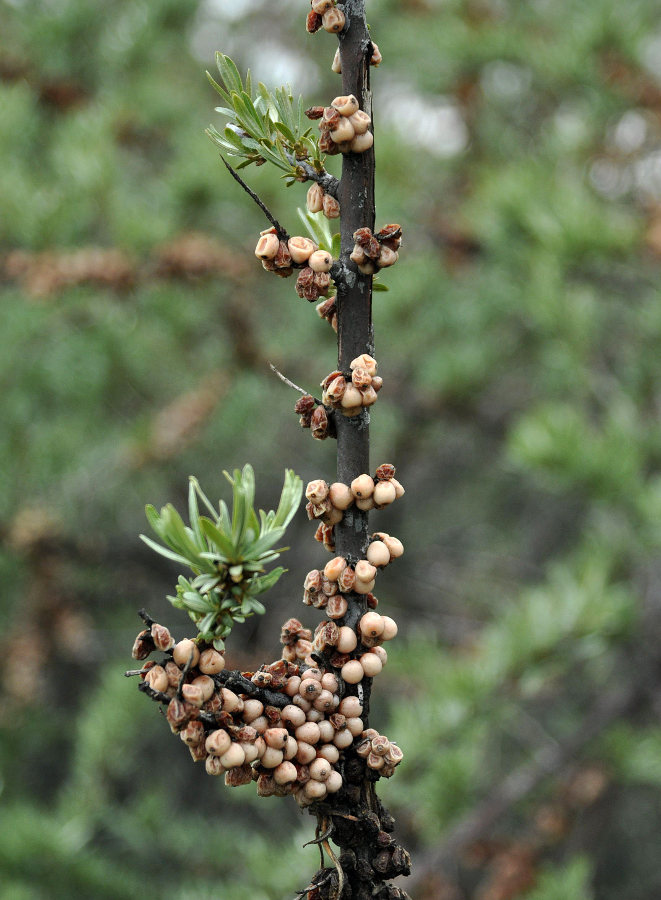 Изображение особи Hippophae rhamnoides.