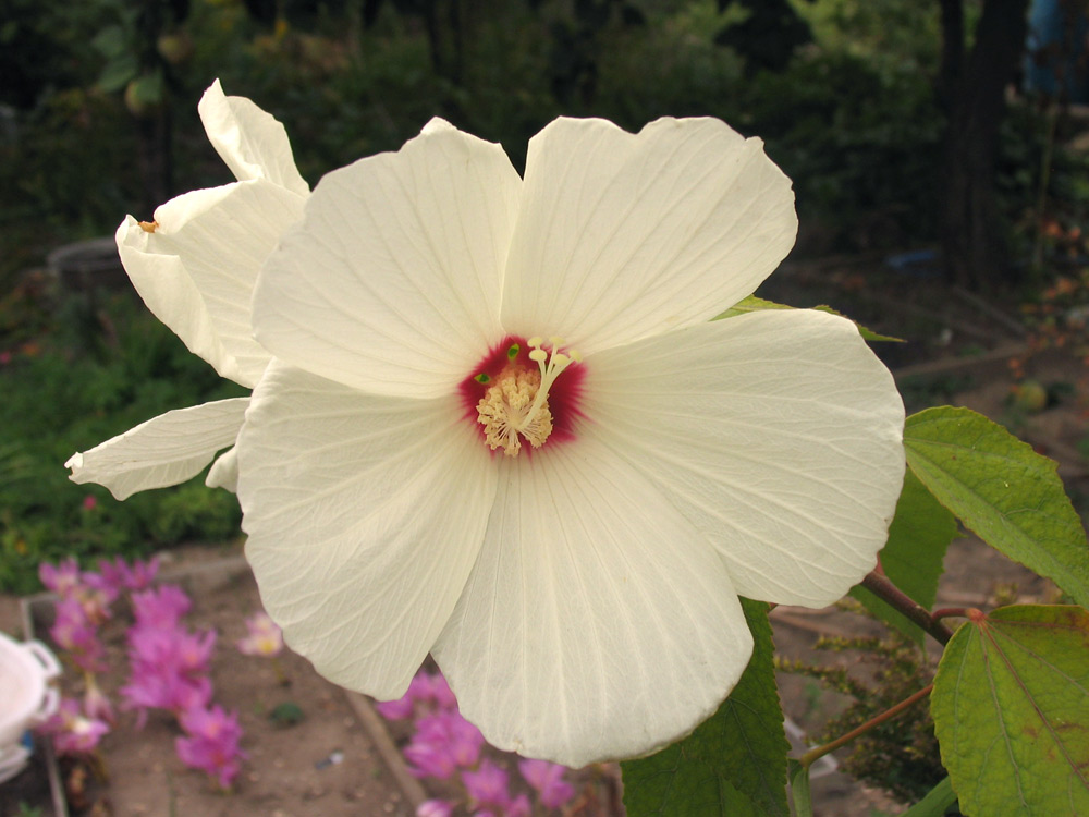 Image of Hibiscus moscheutos specimen.