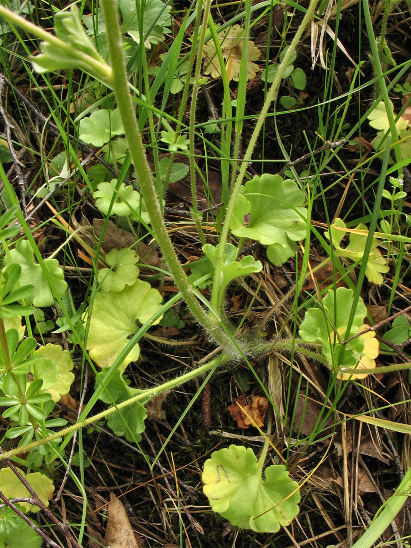 Image of Saxifraga granulata specimen.