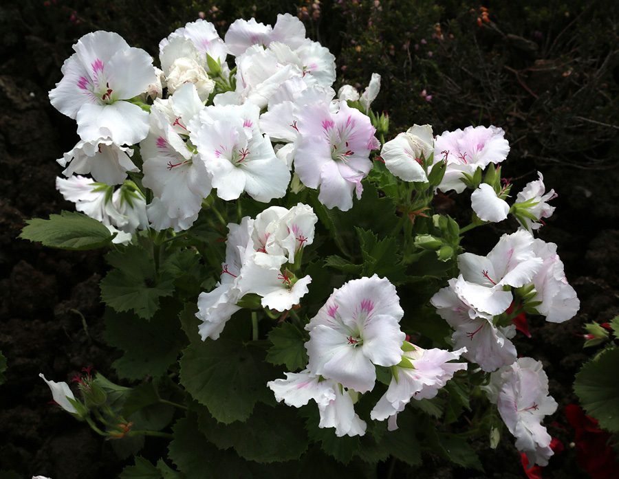 Изображение особи Pelargonium &times; domesticum.