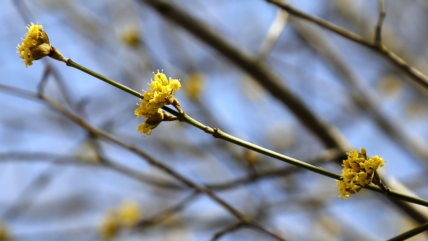 Изображение особи Cornus mas.