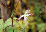 Dianthus superbus