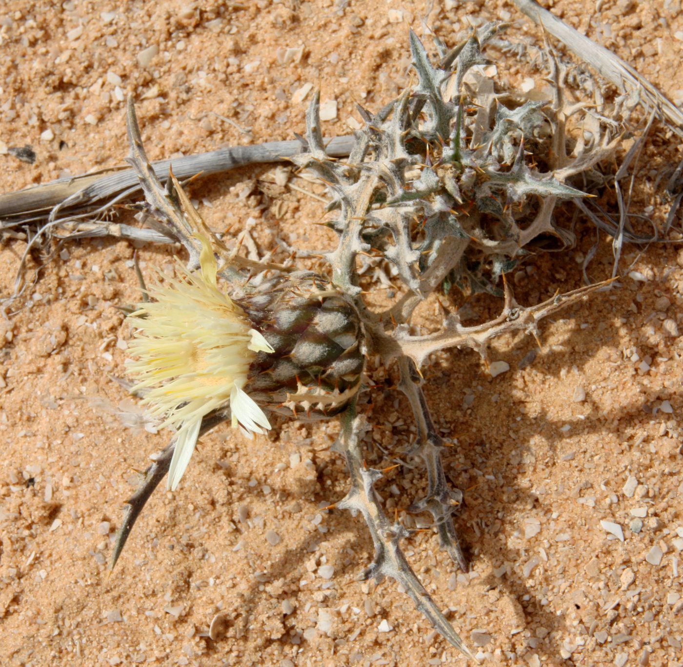 Image of Atractylis carduus specimen.