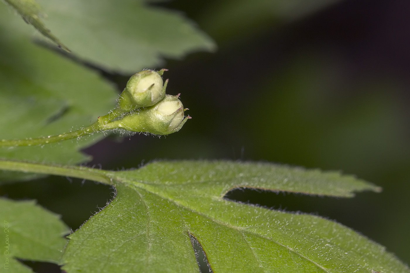 Изображение особи род Crataegus.