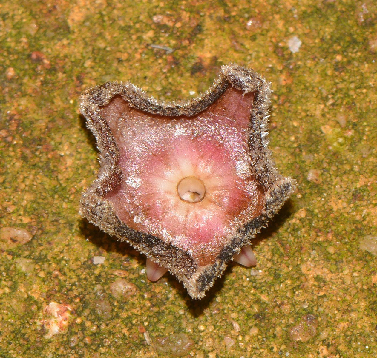 Image of Hoya carnosa specimen.