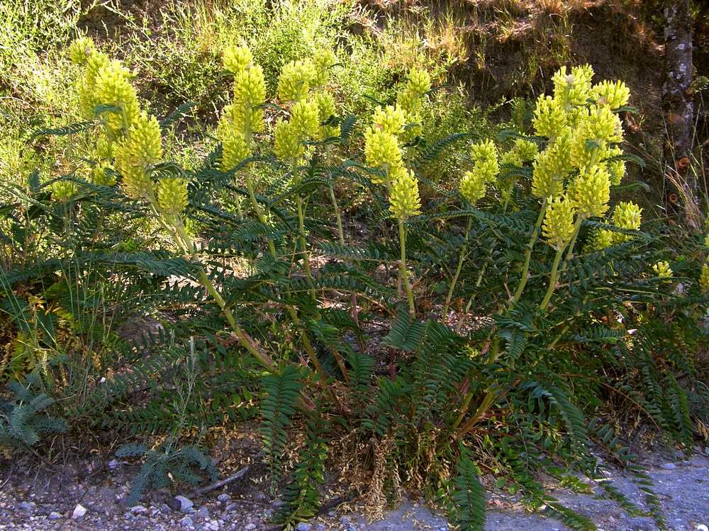 Изображение особи Astragalus ponticus.