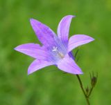 Campanula patula