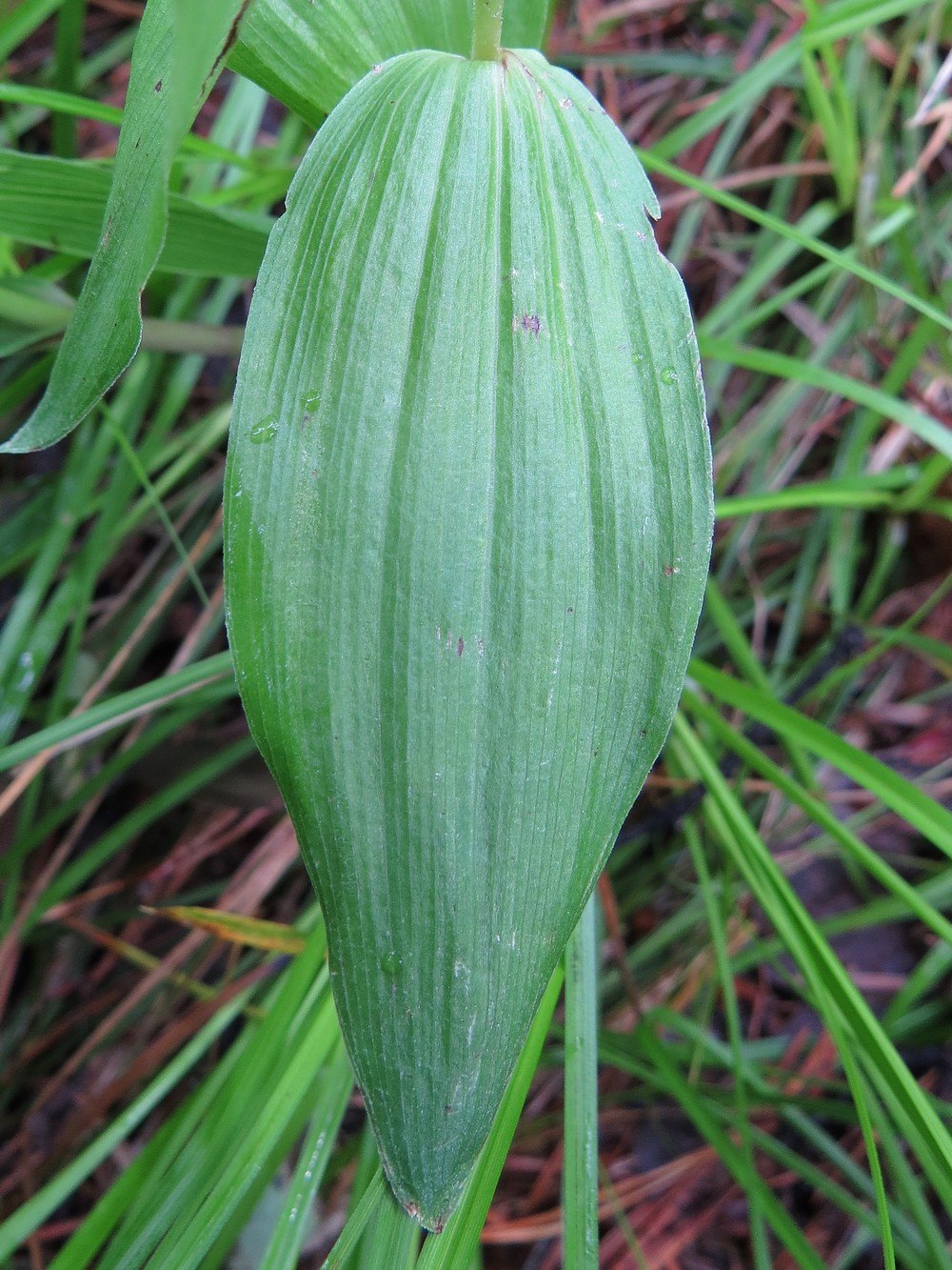 Изображение особи Epipactis helleborine.