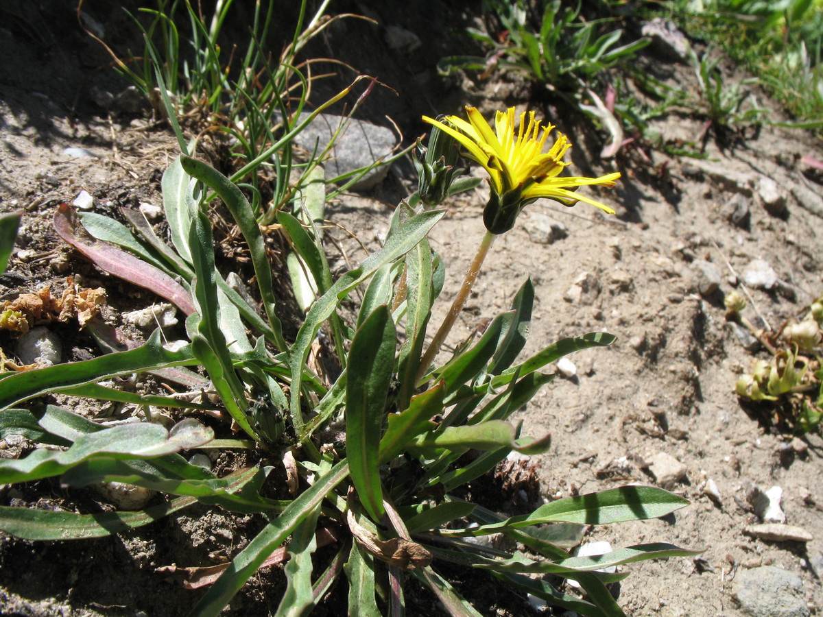 Изображение особи Taraxacum glabellum.