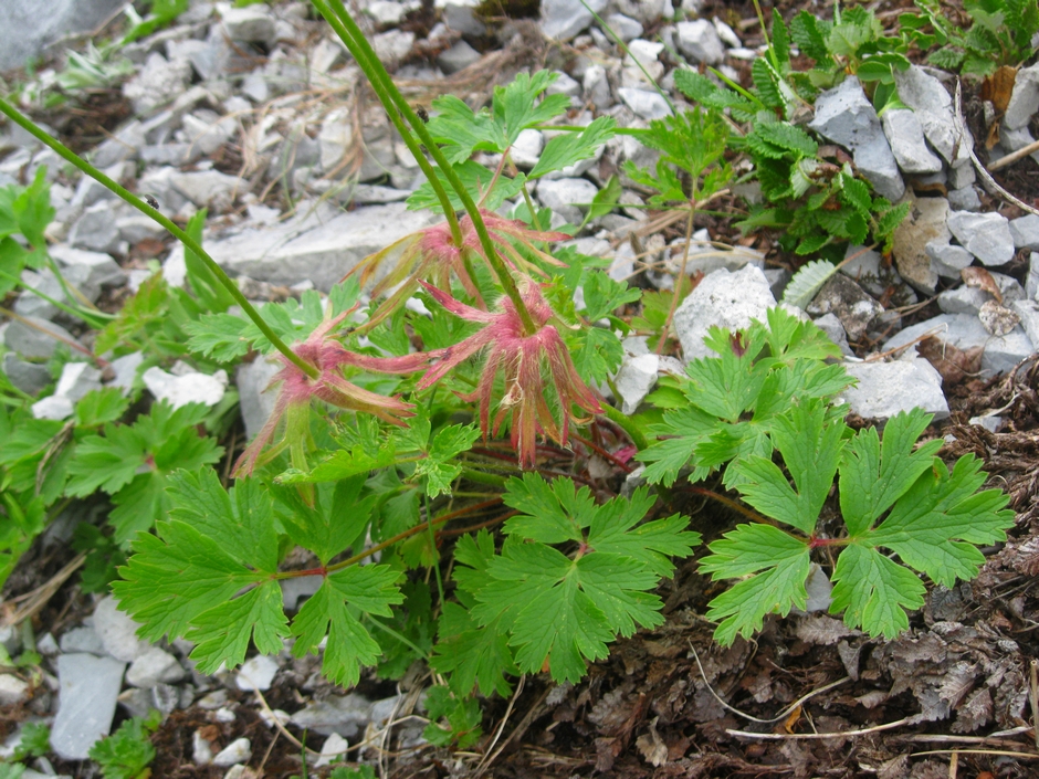 Изображение особи Pulsatilla tatewakii.