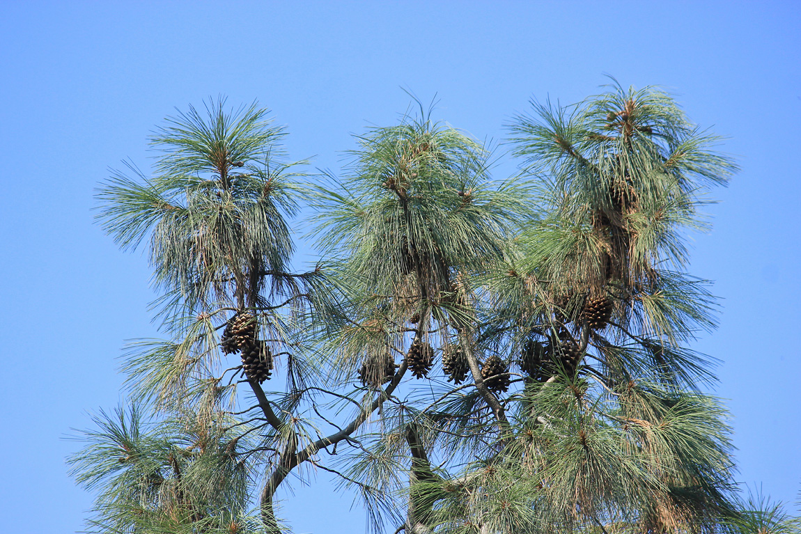 Image of Pinus sabiniana specimen.