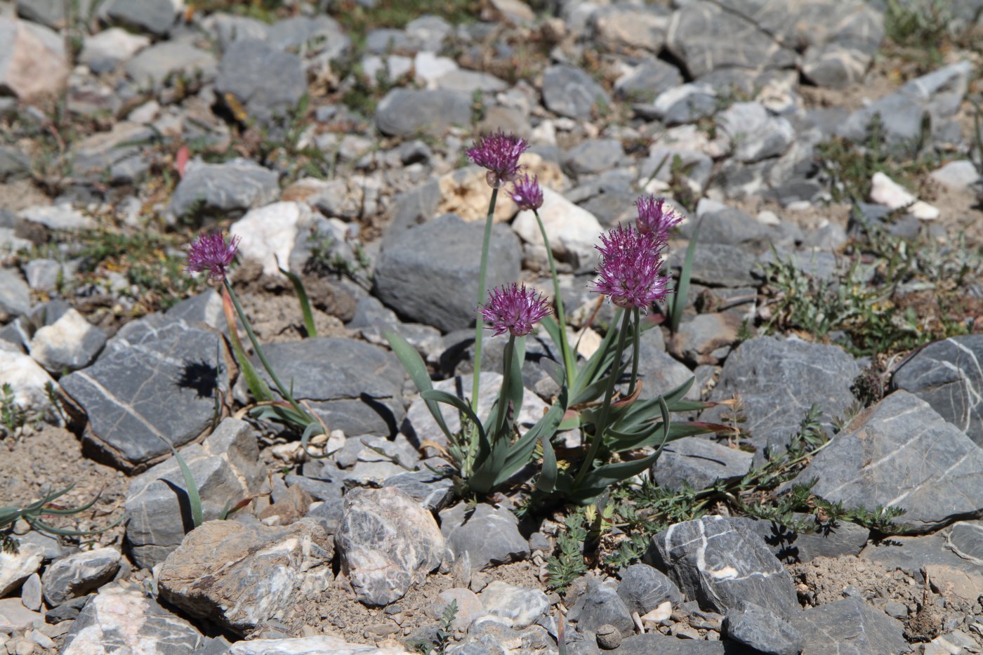 Image of Allium carolinianum specimen.