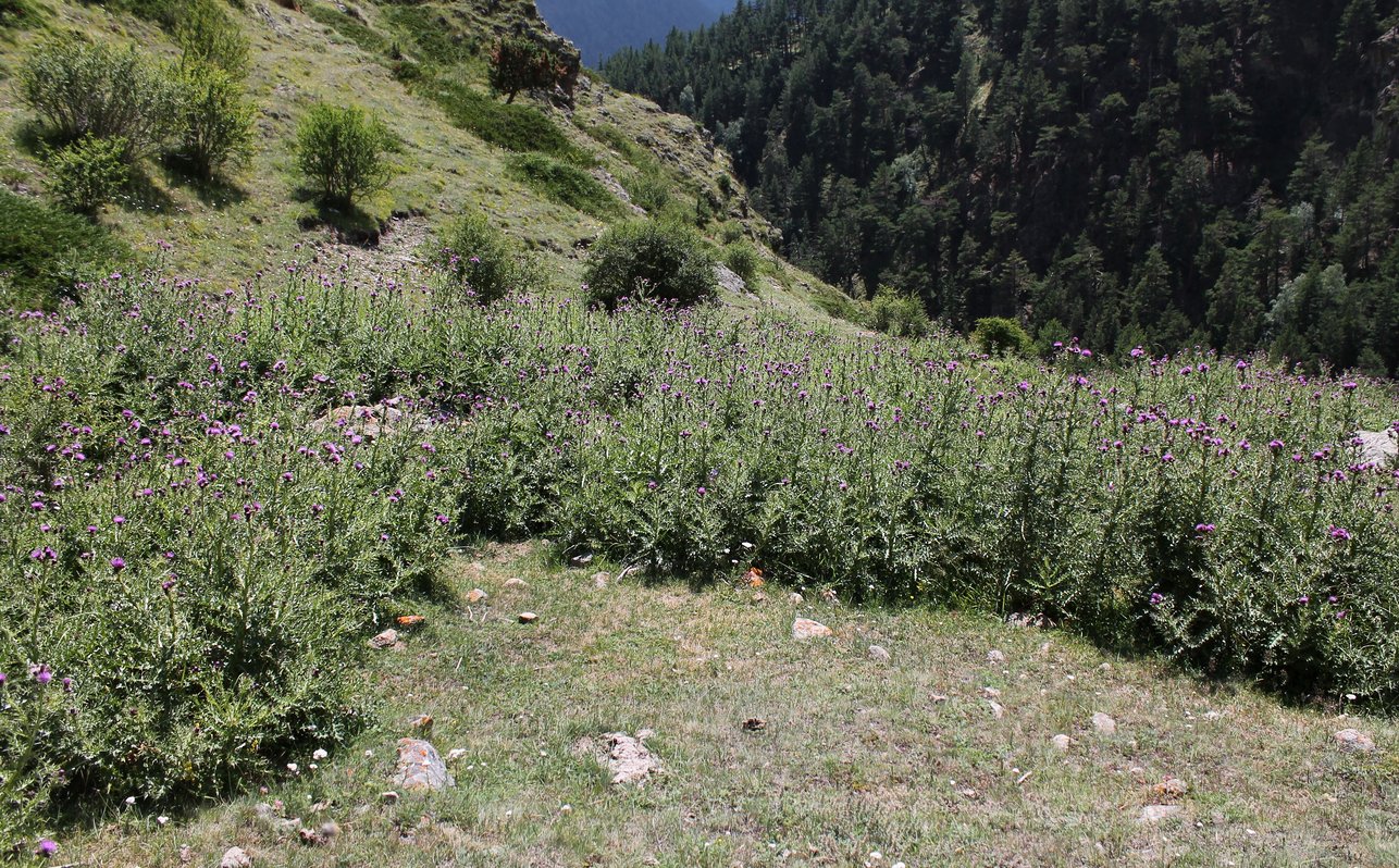 Изображение особи Cirsium elbrusense.