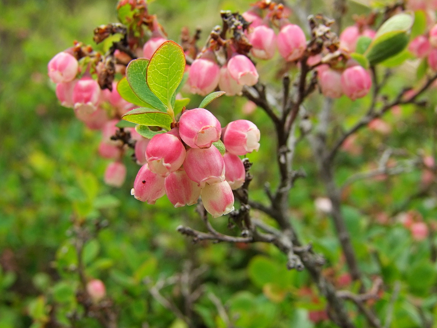 Image of Vaccinium uliginosum specimen.