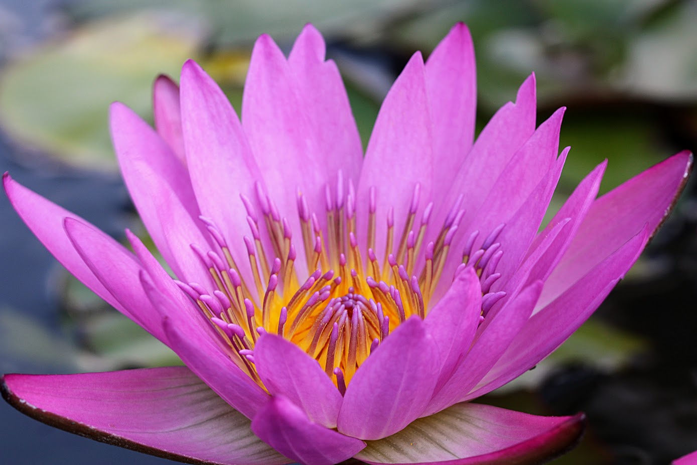 Image of Nymphaea odorata specimen.