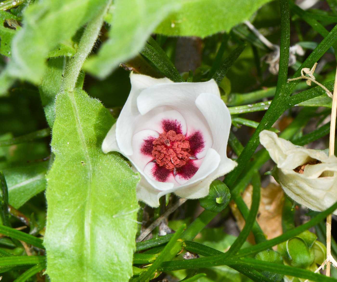 Изображение особи Alyogyne hakeifolia.