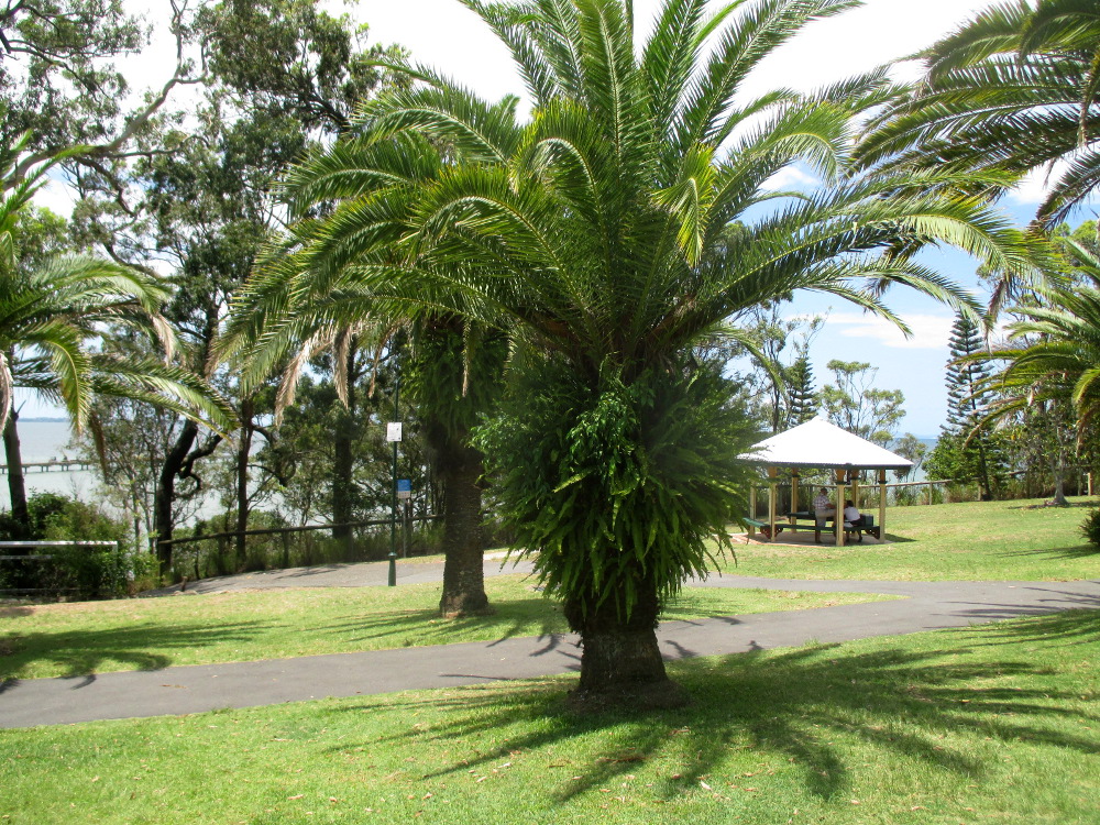 Image of Phoenix canariensis specimen.