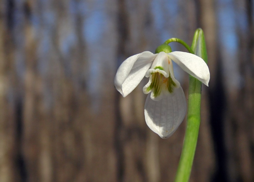 Image of Galanthus alpinus specimen.