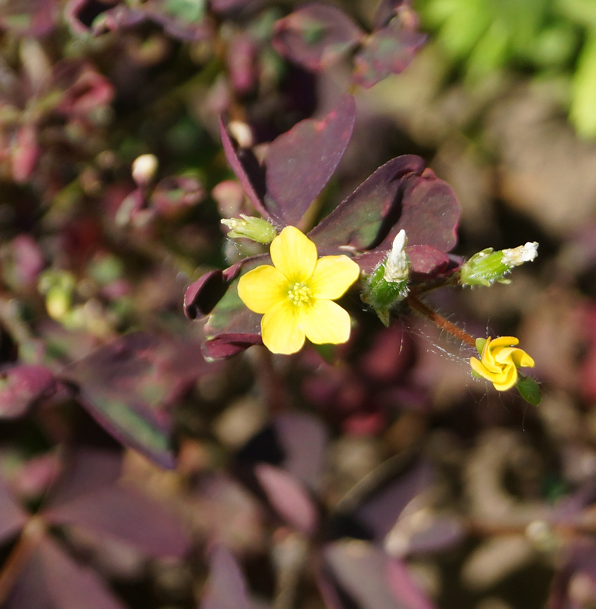 Изображение особи Oxalis stricta.