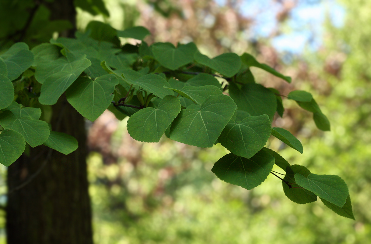 Изображение особи Cercidiphyllum japonicum.