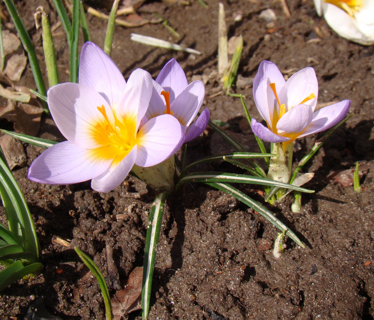 Image of Crocus sieberi ssp. atticus specimen.