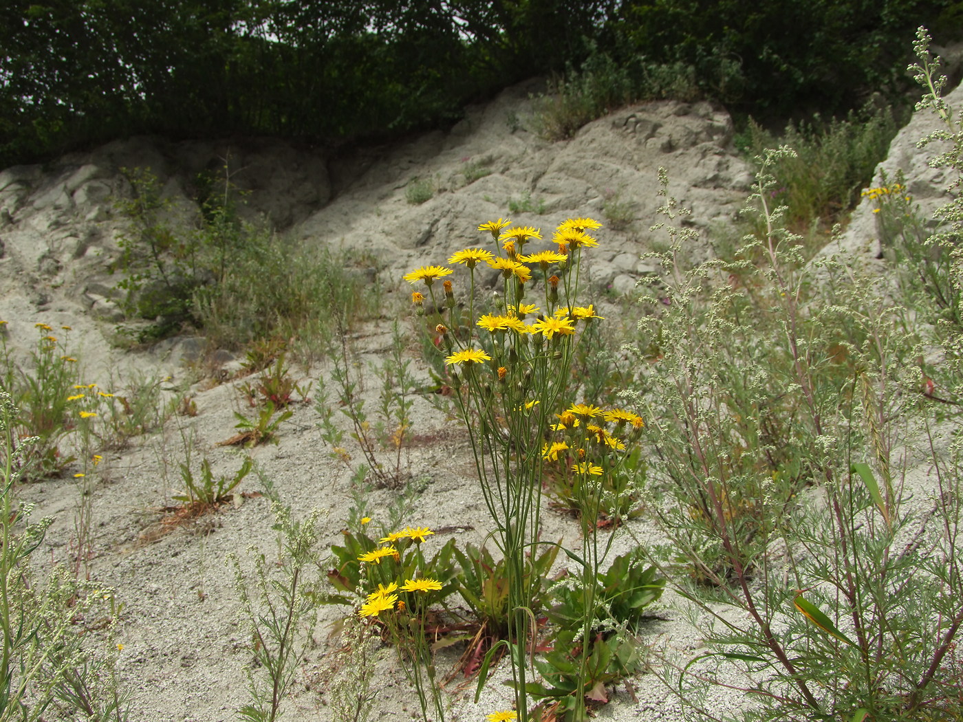 Image of Crepis tectorum specimen.