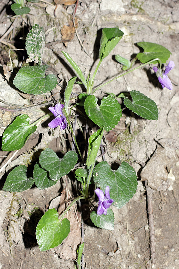 Image of Viola dehnhardtii specimen.