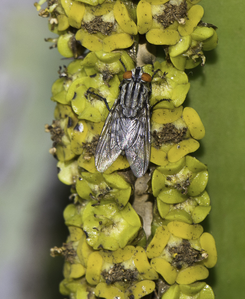 Image of Euphorbia cooperi specimen.