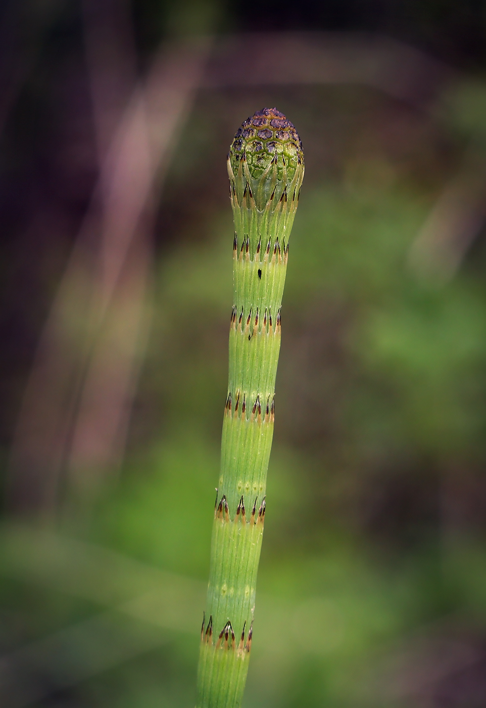 Изображение особи Equisetum fluviatile.