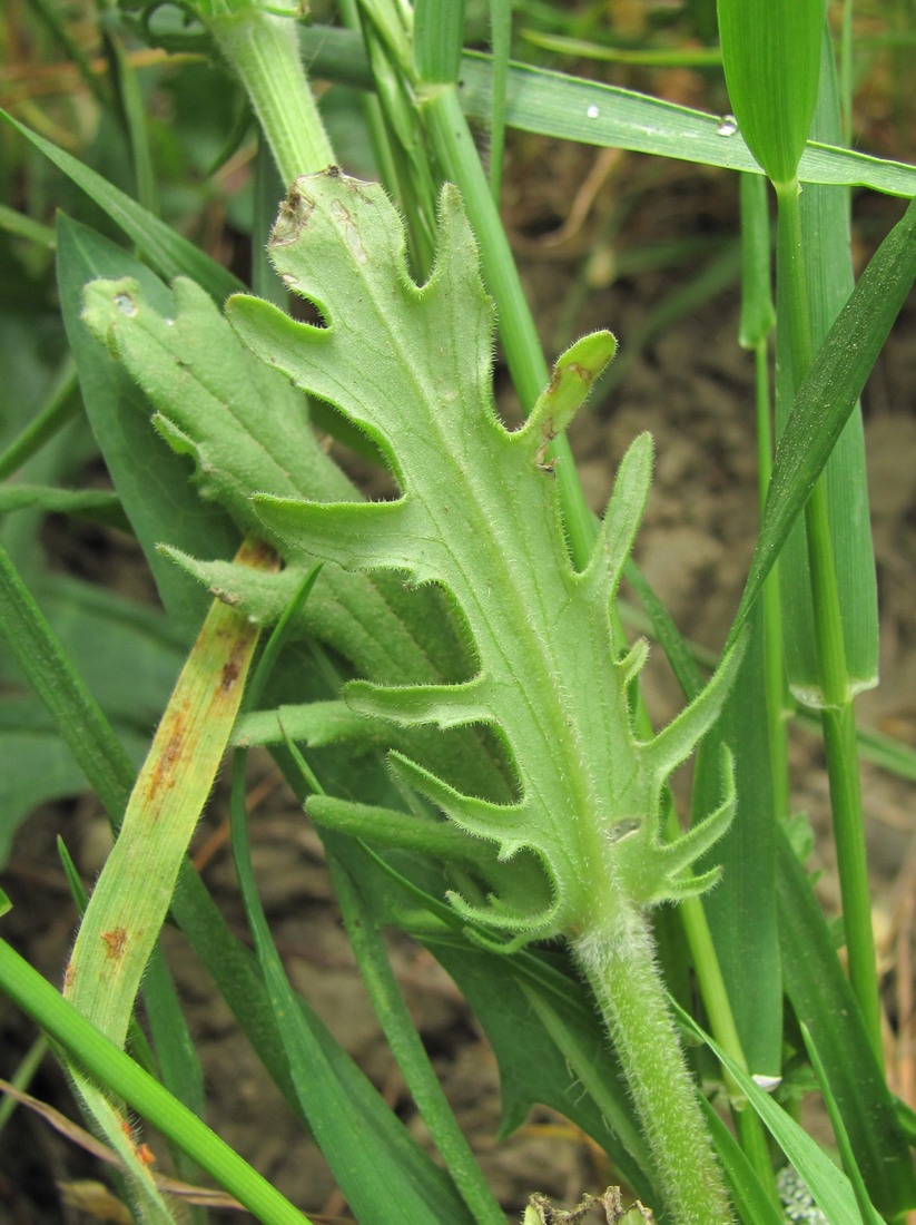 Image of Valerianella uncinata specimen.