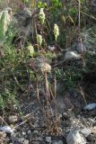 Phleum subulatum. Цветущие растения. Крым, Севастополь, бух. Казачья, степь. 28 мая 2010 г.