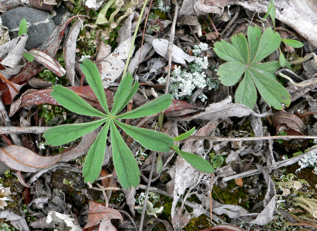 Изображение особи Potentilla stipularis.