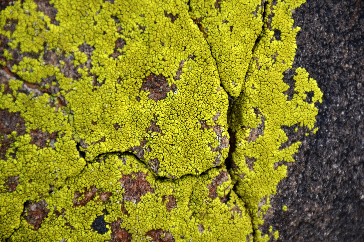 Image of Pleopsidium flavum specimen.