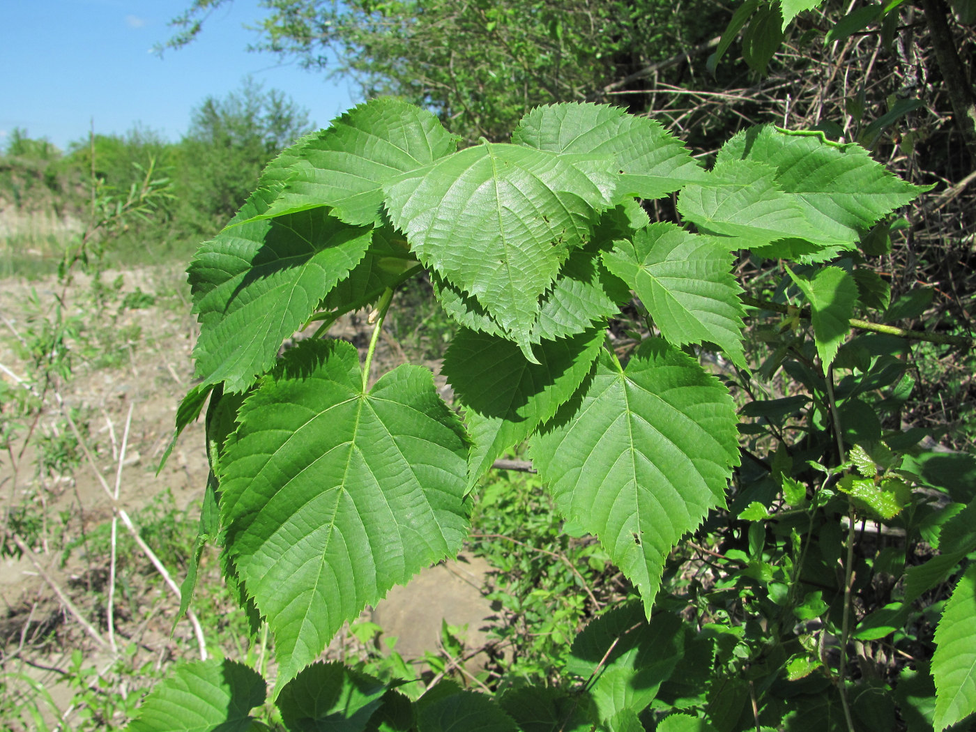 Изображение особи Tilia begoniifolia.