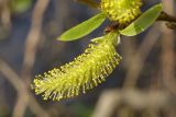 Salix euxina. Мужское соцветие и лист. Беларусь, Витебская обл., пос. Езерище, обочина дороги, на границе с телиптерисово-рогозовым болотом. 01.05.2019.