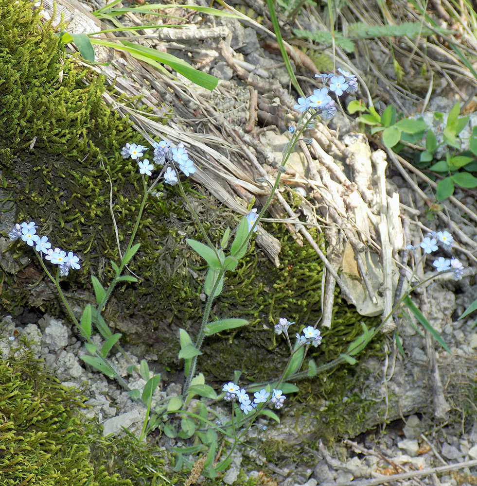 Image of Myosotis lithospermifolia specimen.