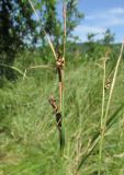 genus Carex. Верхушки плодоносящих растений. Дагестан, Табасаранский р-н, 4 км к северо-востоку от с. Дарваг, поляна в дубовом лесу. 3 июня 2019 г.