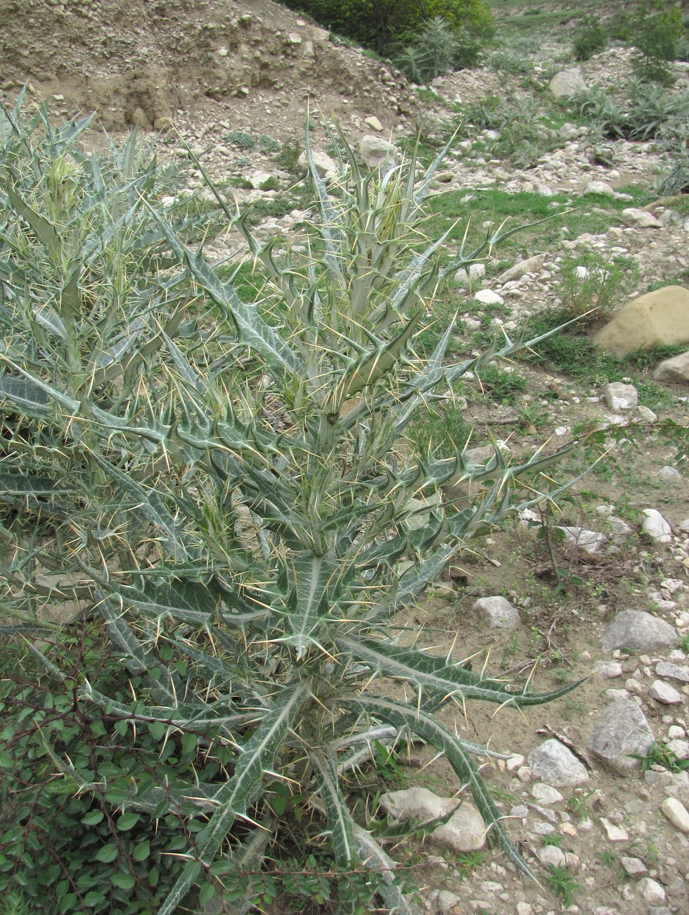 Image of Cirsium argillosum specimen.