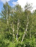 Betula tortuosa. Взрослое растение. Алтайский край, Чарышский р-н, пойма руч. Холодный Ключ. 16 июля 2010 г.