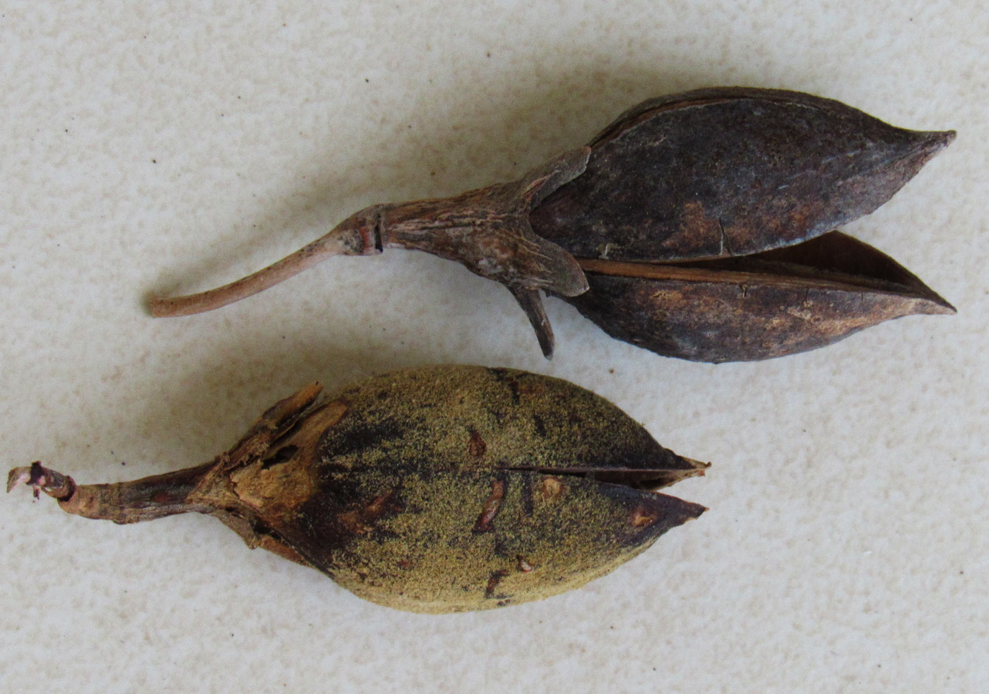 Image of Paulownia tomentosa specimen.